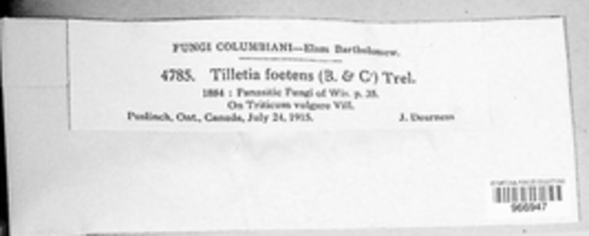 Tilletia laevis image